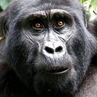 safari-uganda-