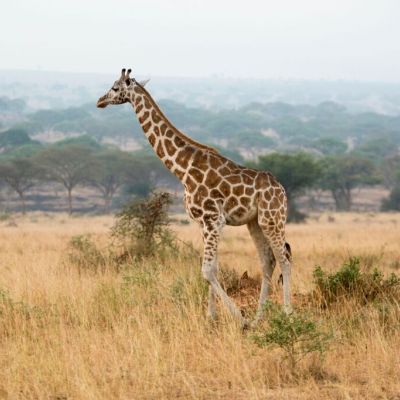 giraffe