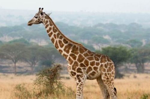 giraffe edited